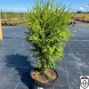 Thuja occidentalis 'Woodwardii' - Harilik elupuu 'Woodwardii' C2/2L
